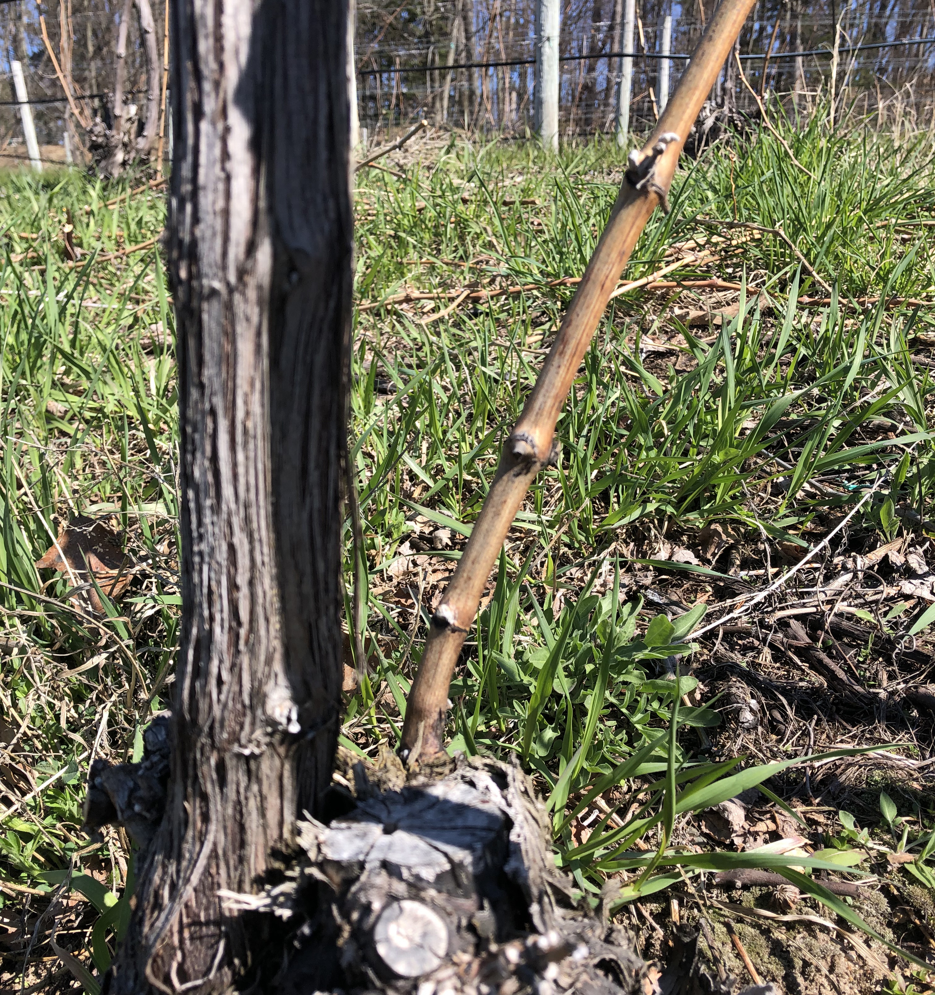 Cabernet franc cane